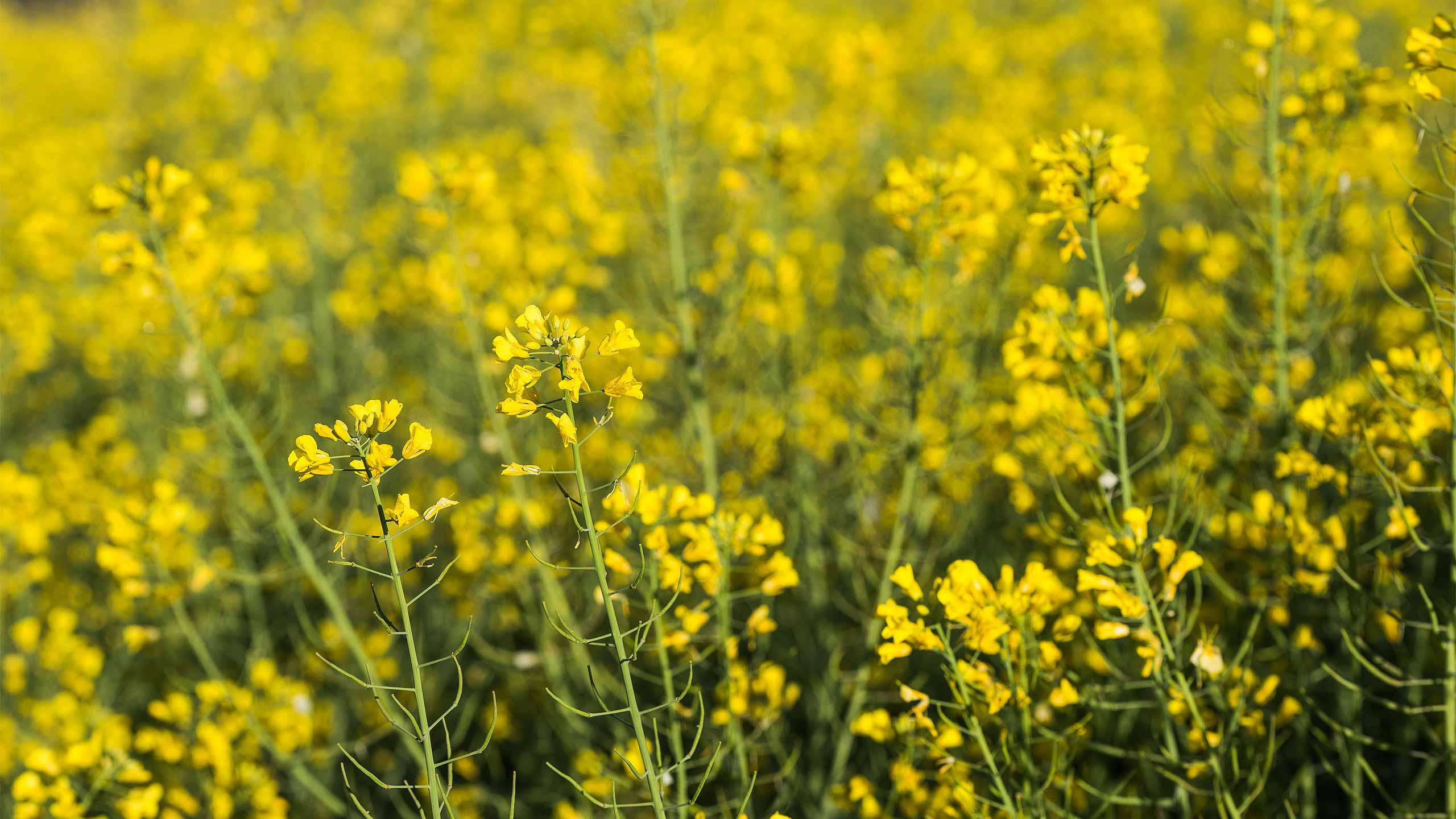 adobestock_144339964