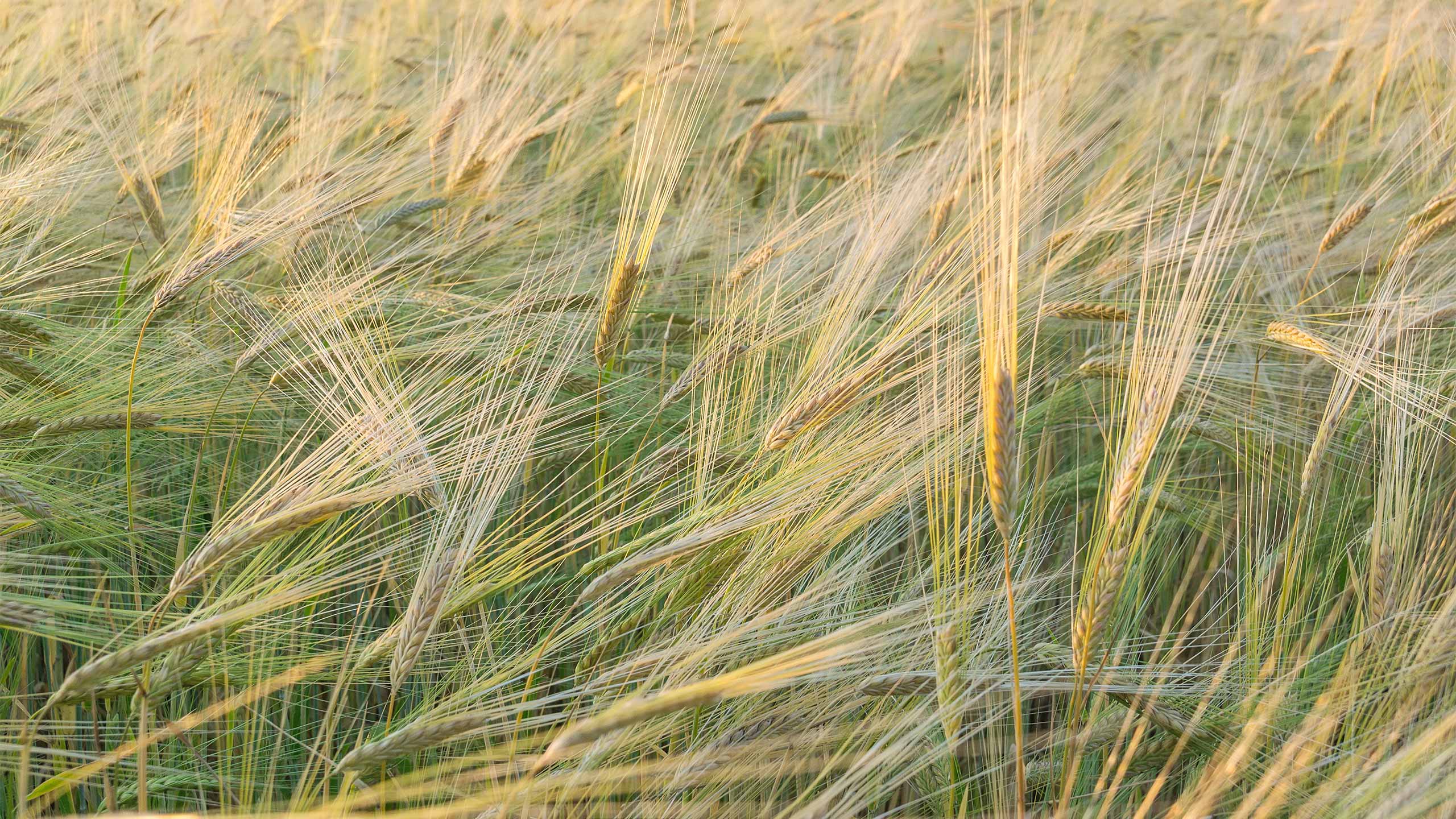 adobestock_170166913