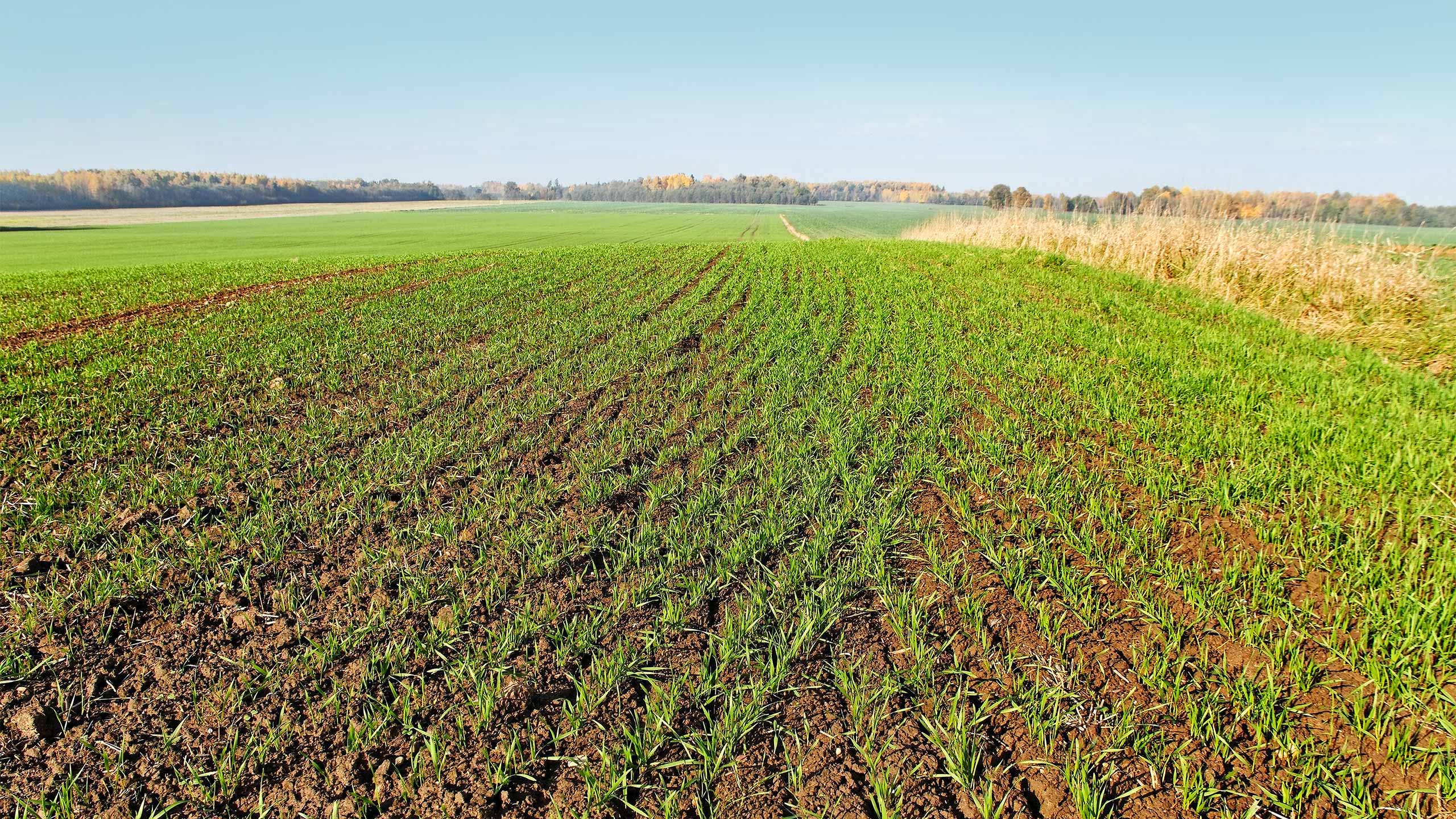 blue-adobestock_57299277